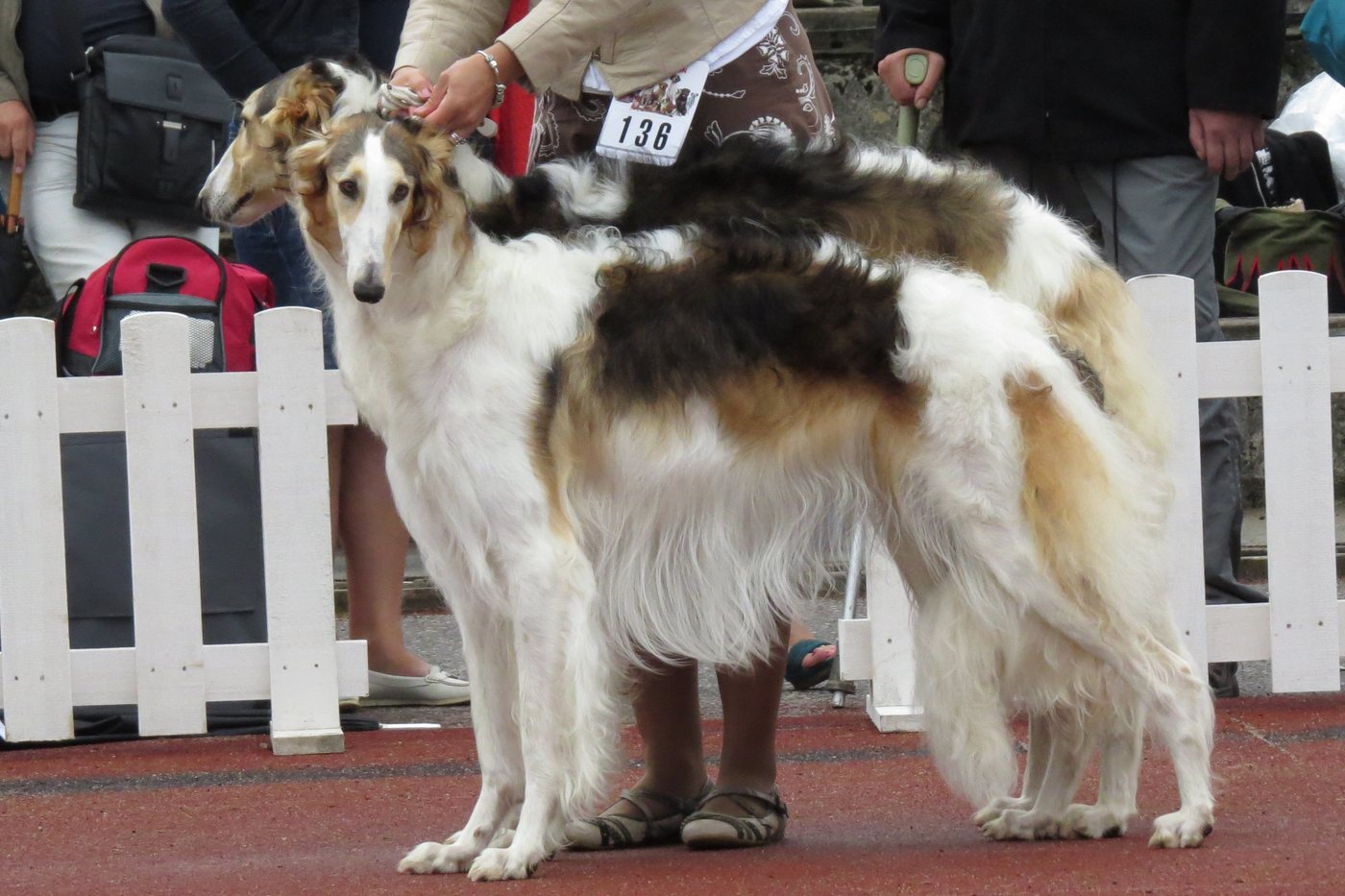 Two Borzoi side by side in the House garden