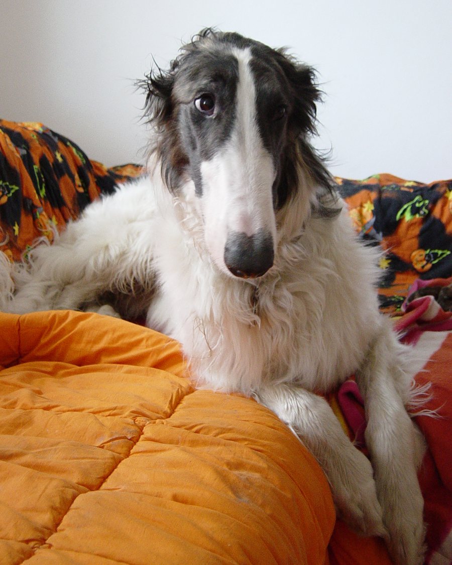 Attentive Borzoi, vertical portrait